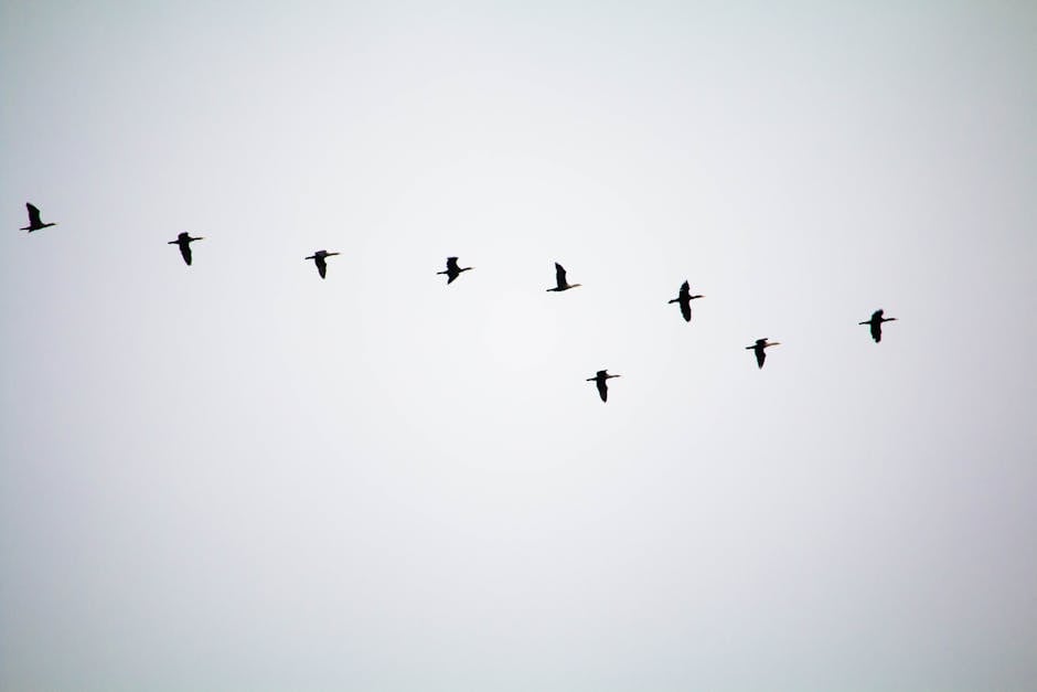 A serene view of birds migrating in formation across a clear sky, symbolizing freedom.
